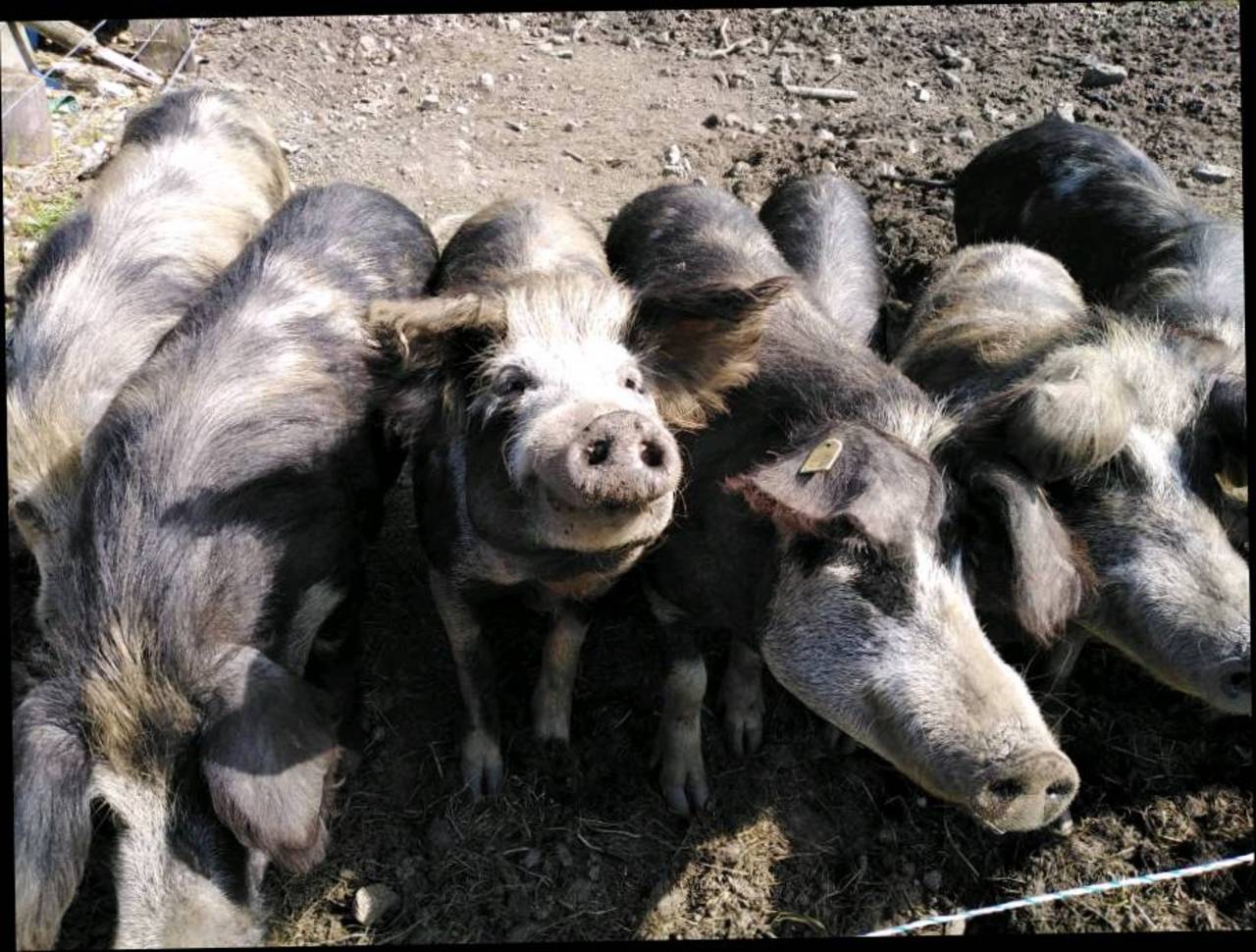 Schweine kaufen