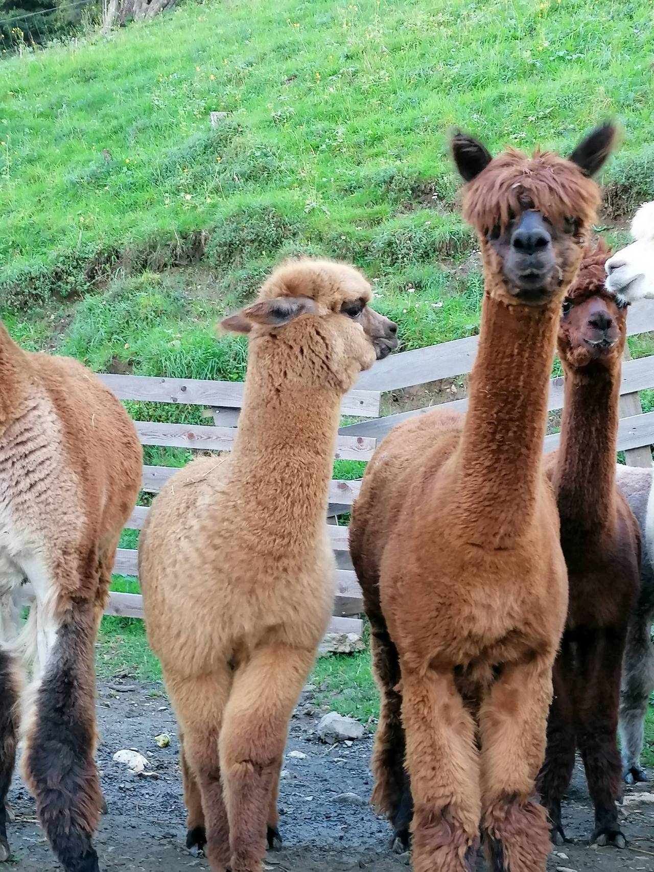 Alpakas: Alpaka Jungzuchtstuten gebraucht kaufen - Landwirt.com