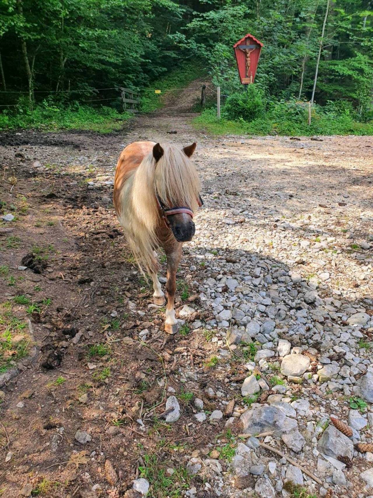 Ponybörse: Ponys! kaufen - Landwirt.com