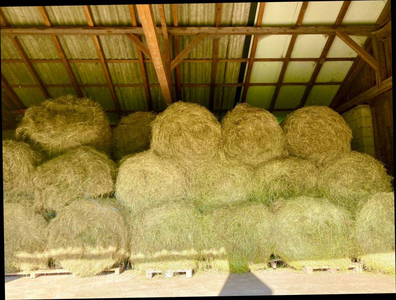 Heu: Bio Wiesen Heu für Pferde kaufen - Landwirt.com