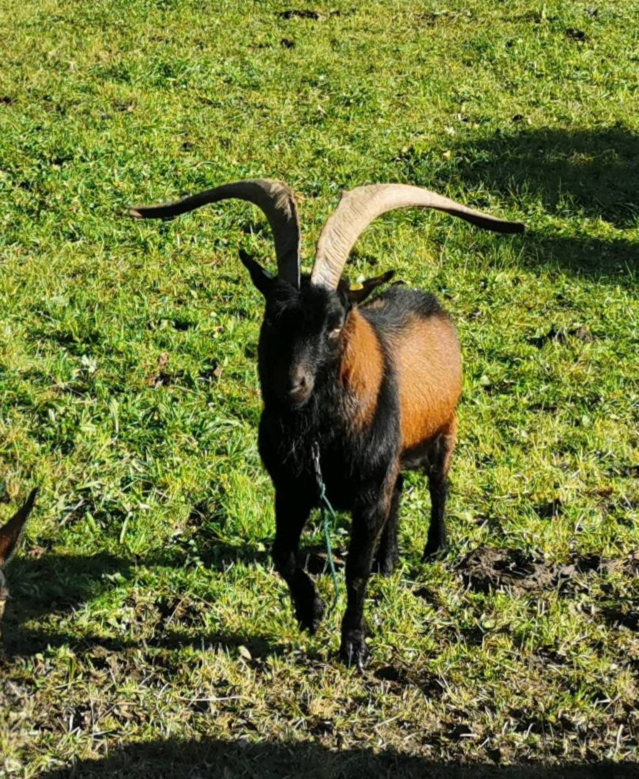 Pinzgauer Ziegen: Pinzgauer Ziegen Bock kaufen - Landwirt.com