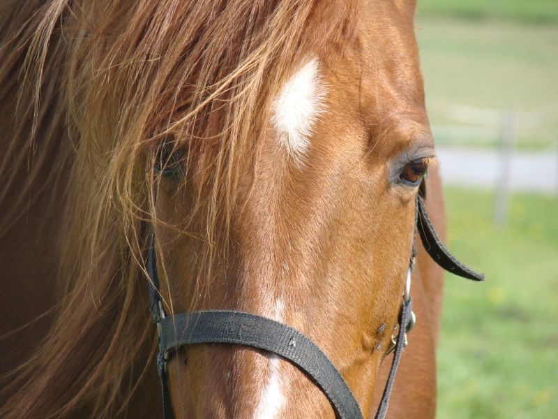 Vergebe Reitbeteiligung 2