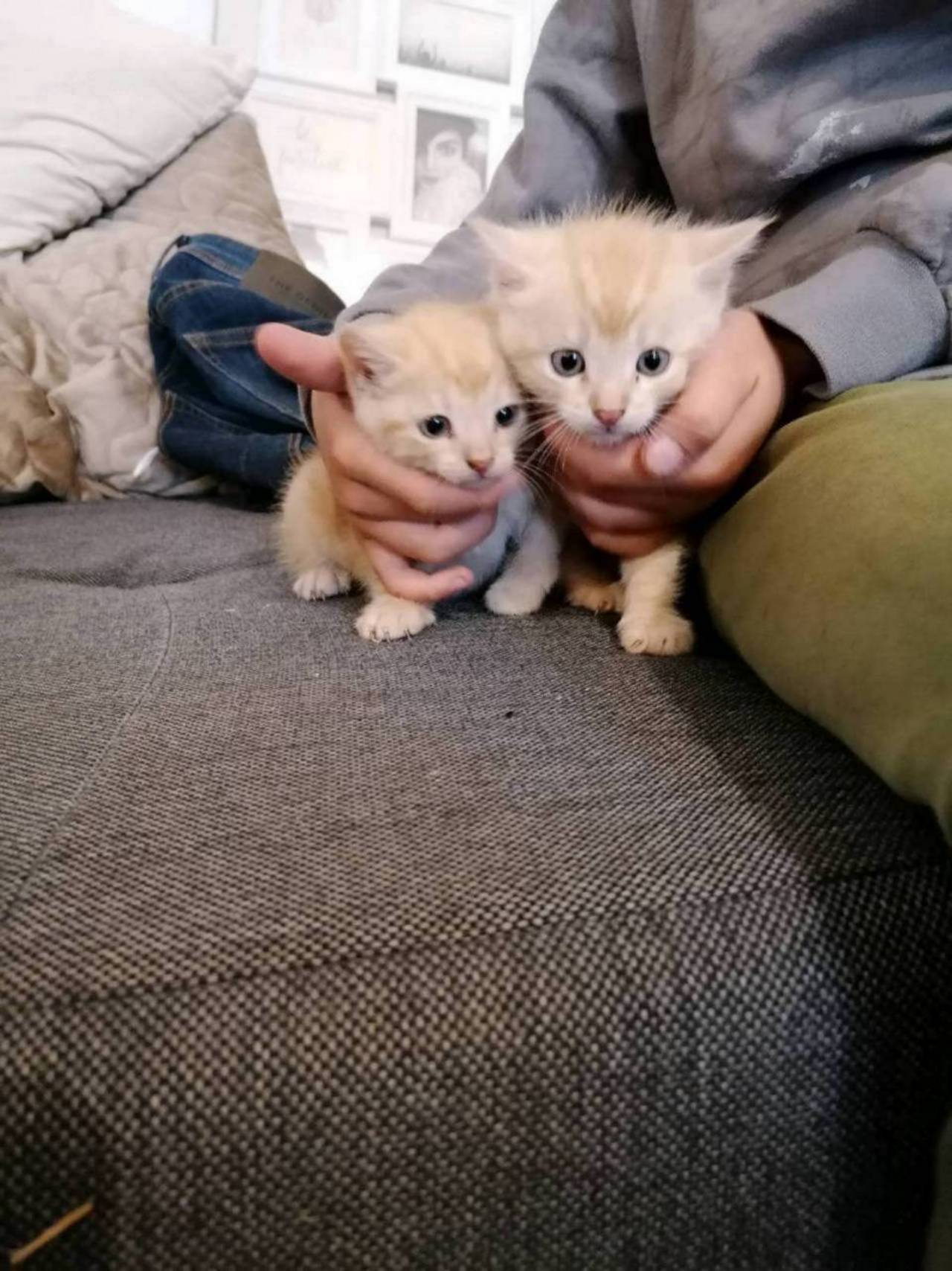 Katzenbabys: Baby Katzen kaufen - Landwirt.com
