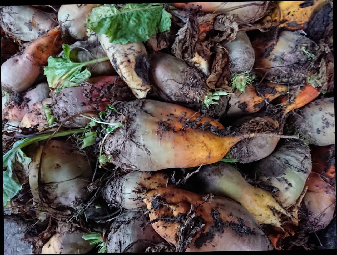 Sonstige Futtermittel Futterrüben kaufen