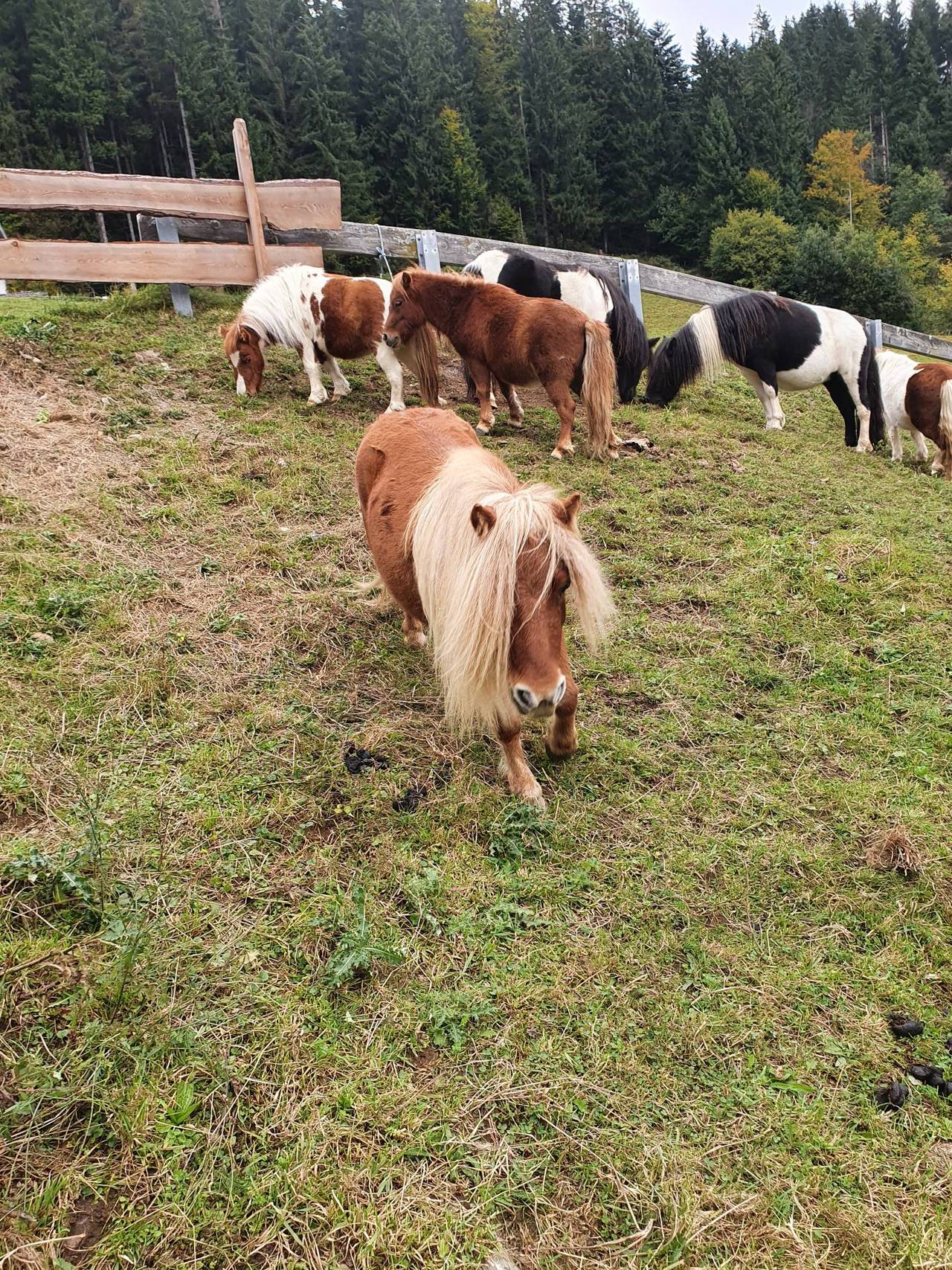 Pferdemarkt Pony: Mehrere Ponys kaufen - Landwirt.com