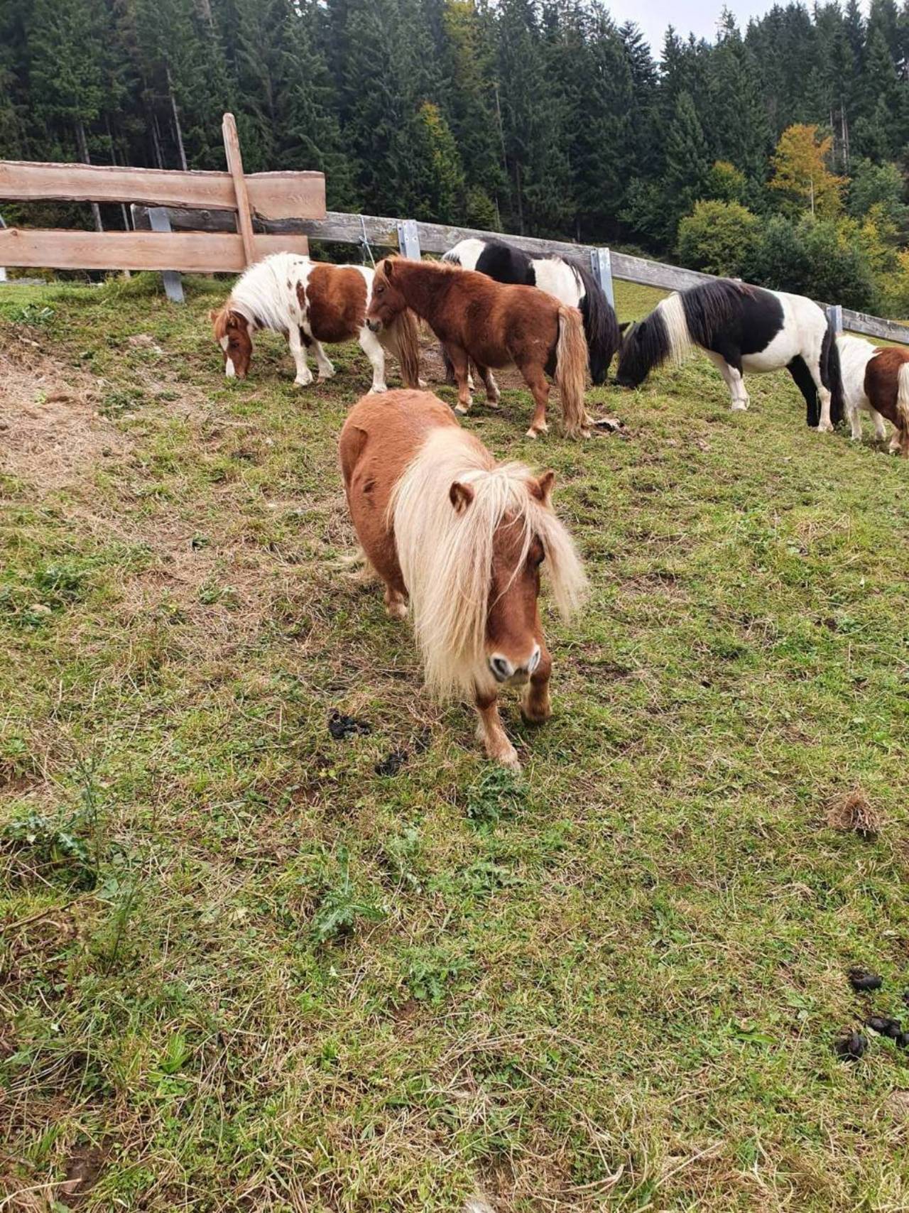 Pferdemarkt Pony: Mehrere Ponys kaufen - Landwirt.com