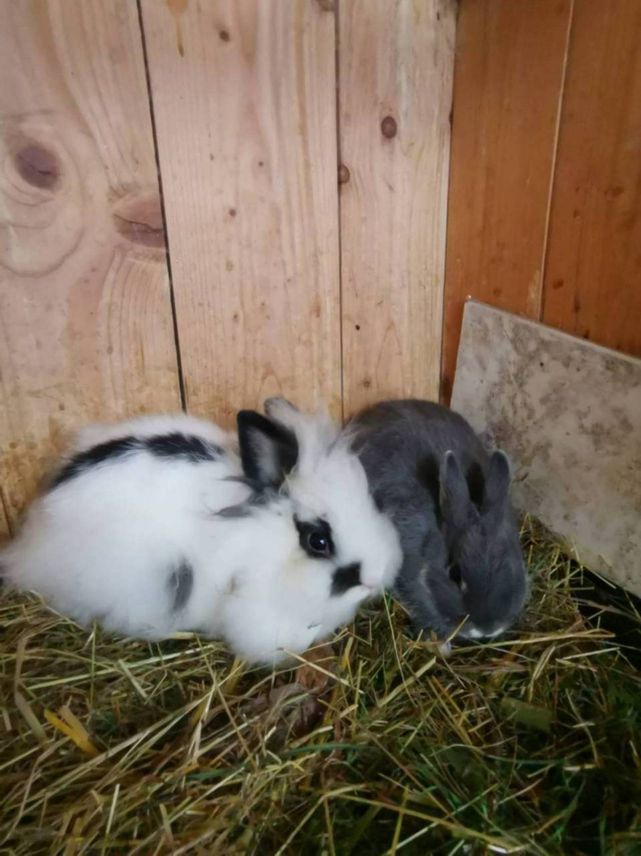 Jungkaninchen Zwergkaninchen / Fleischhasen kaufen