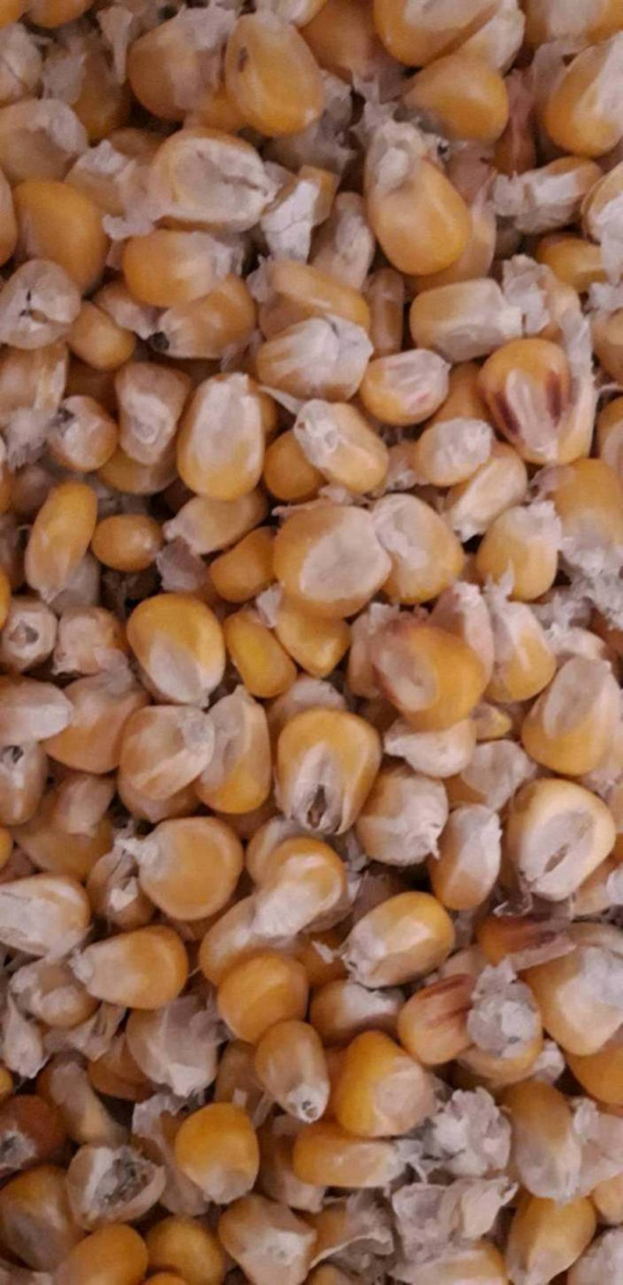 Mais: Körnermais futtermais kaufen - Landwirt.com