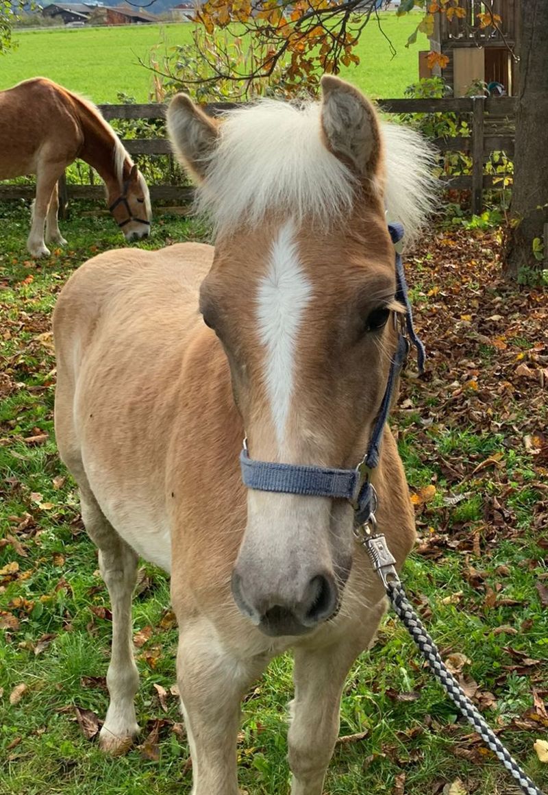 haflinger gzl