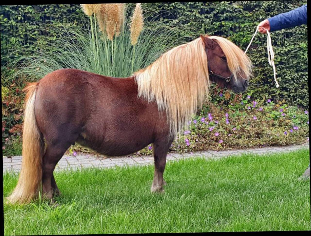 Pferdemarkt Pony: Pony-Stuten kaufen - Landwirt.com