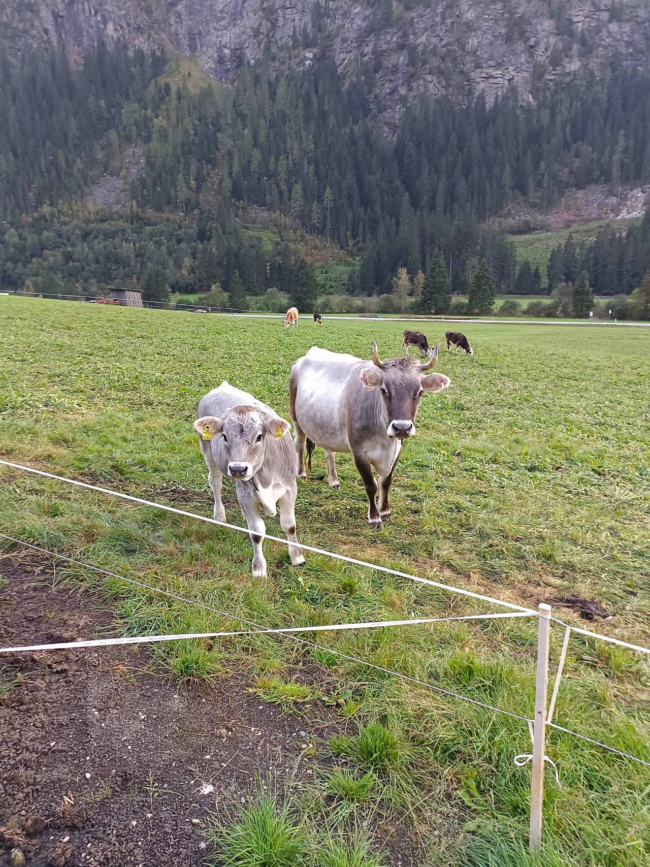 Tiroler Grauvieh Mutterkuh kaufen