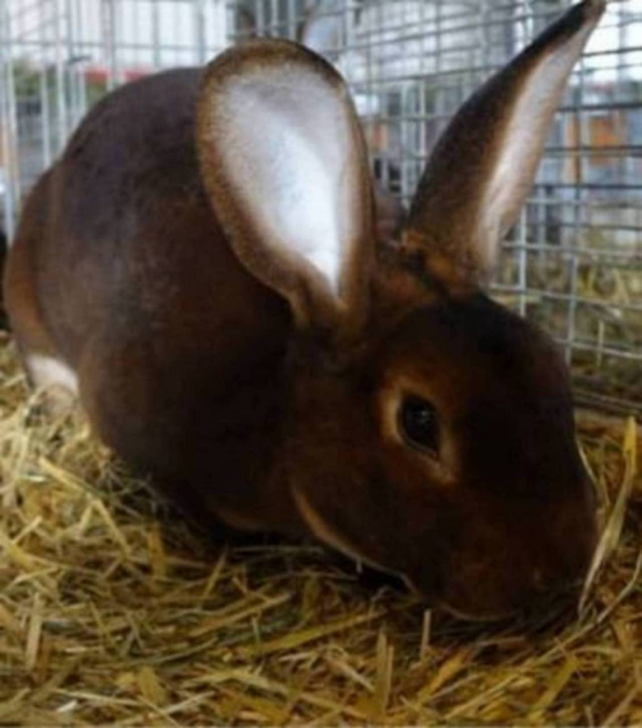 Rexkaninchen: Castor Rex Kaninchen kaufen - Landwirt.com