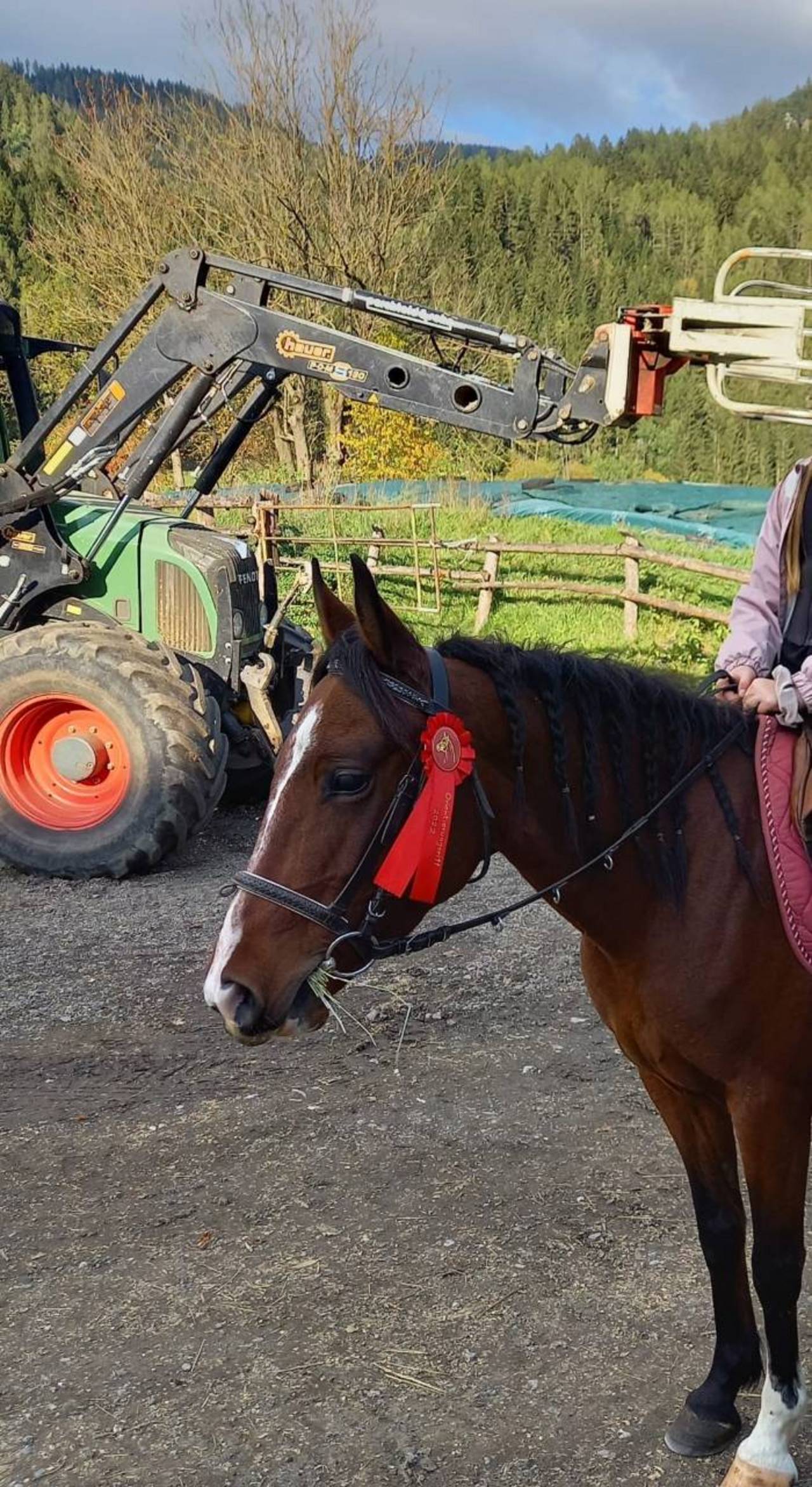 Pferdemarkt Pony: Quarter- Pony Stute kaufen - Landwirt.com