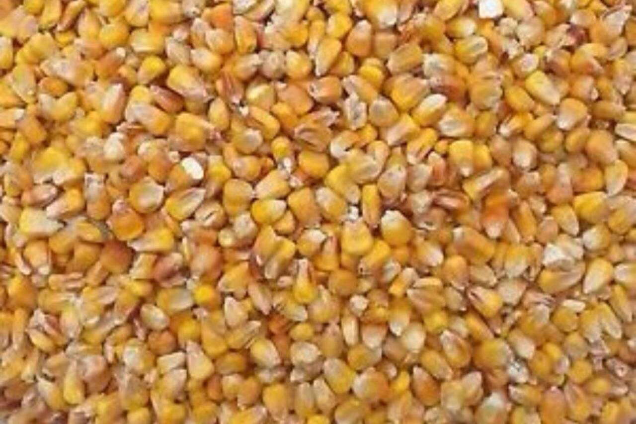 Bio Körnermais Ernte 2025 1