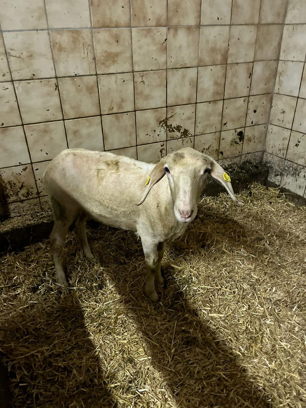 Sonstige Schafrassen Schafe kaufen