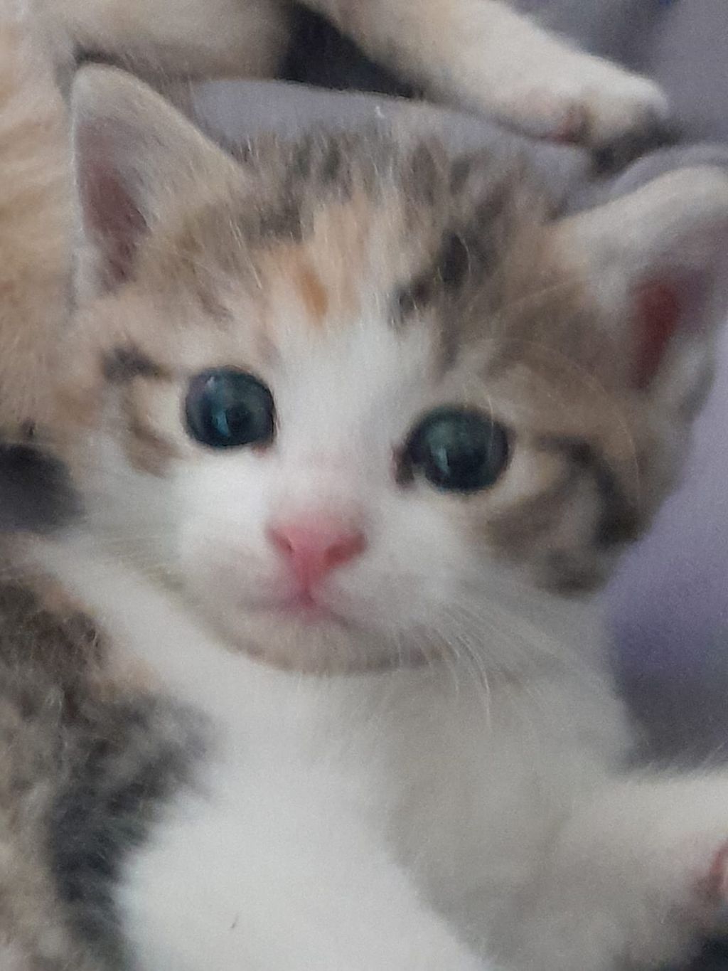 Katzenbabys: Babykatzen kaufen - Landwirt.com