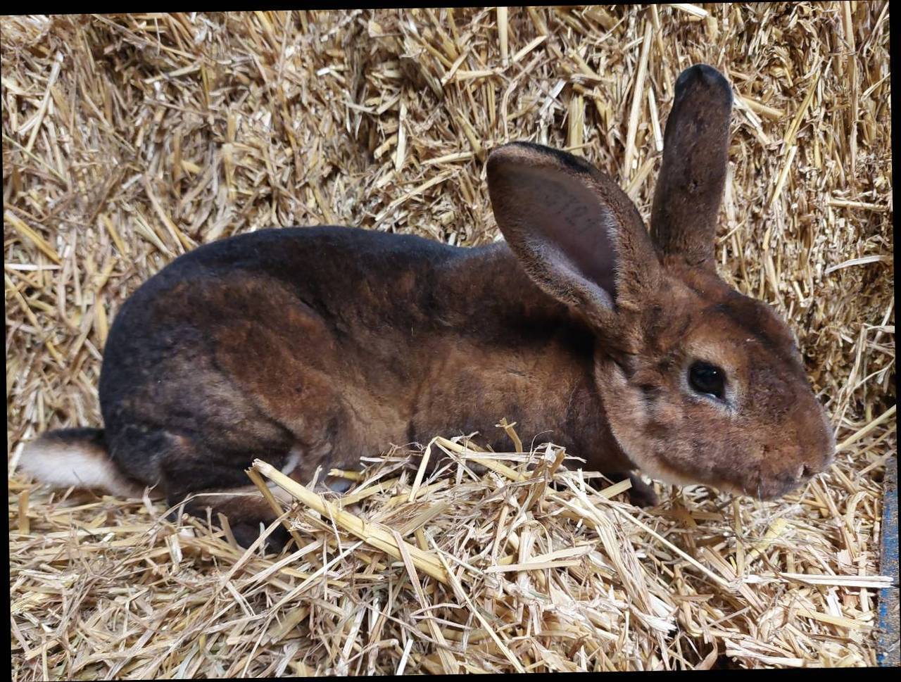 Rexkaninchen: Castor Rex Kaninchen kaufen - Landwirt.com