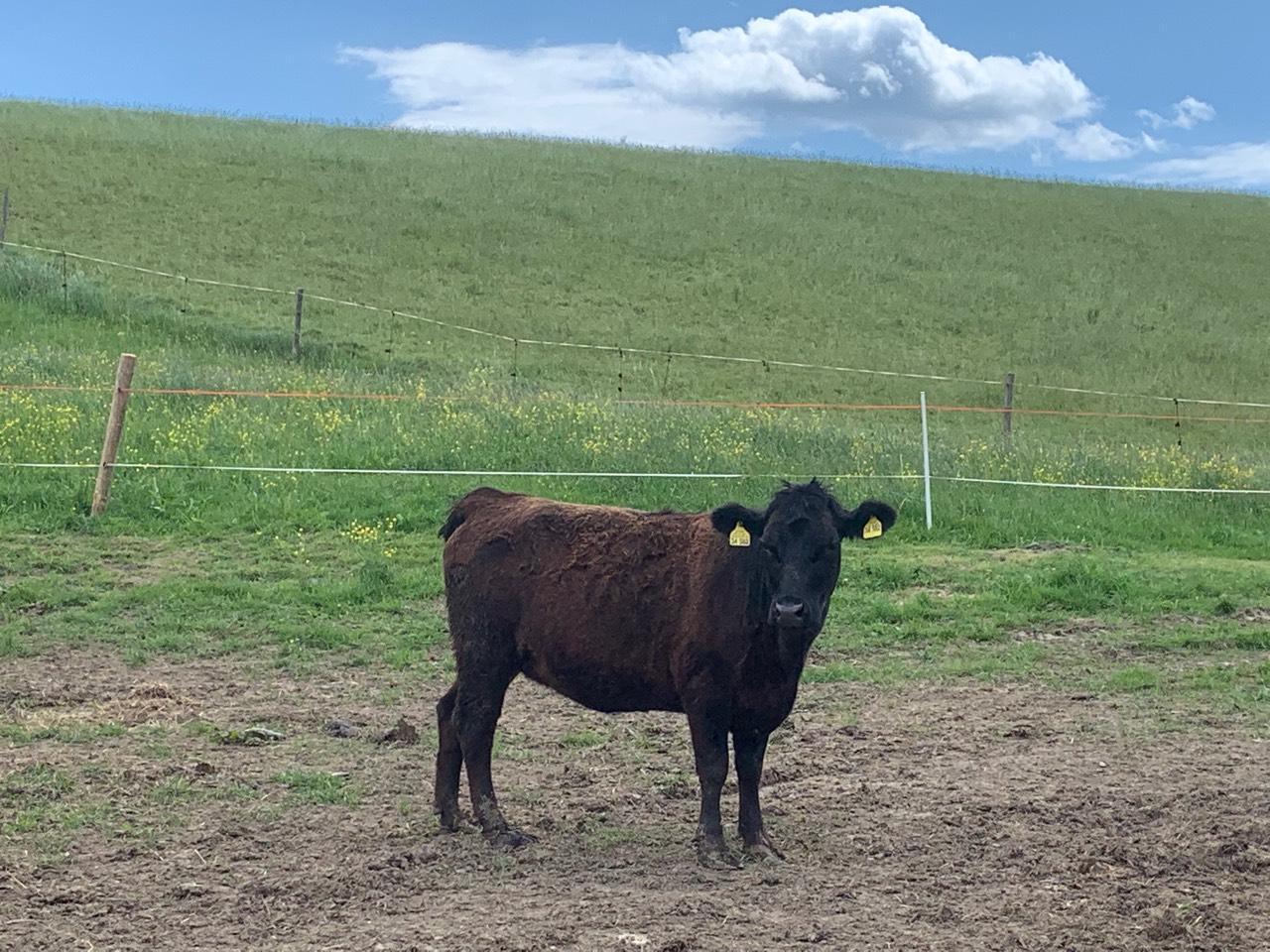 Dexter: Dexter Rinder und Kälber kaufen - Landwirt.com