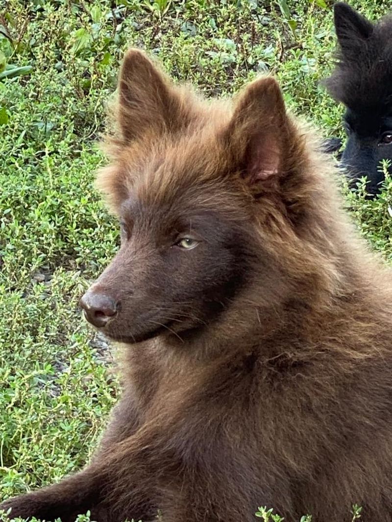 Hundewelpen: Großspitz Welpen zu vergeben kaufen - Landwirt.com