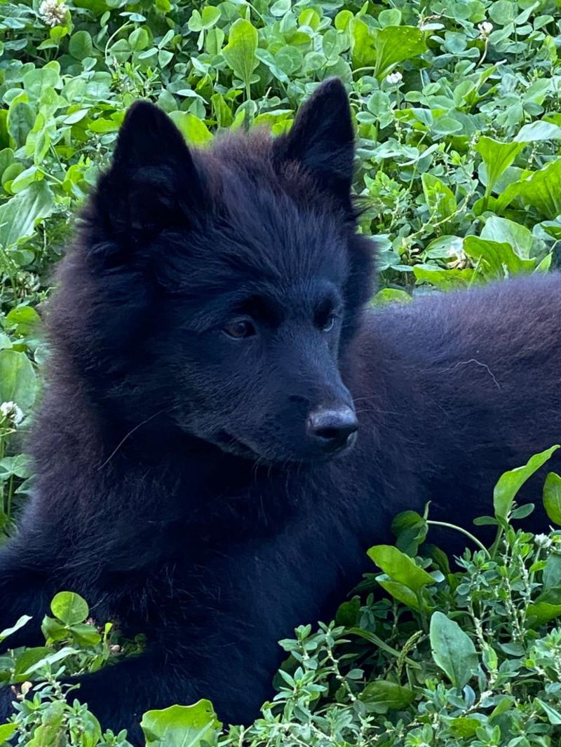 Hundewelpen: Großspitz Welpen zu vergeben kaufen - Landwirt.com