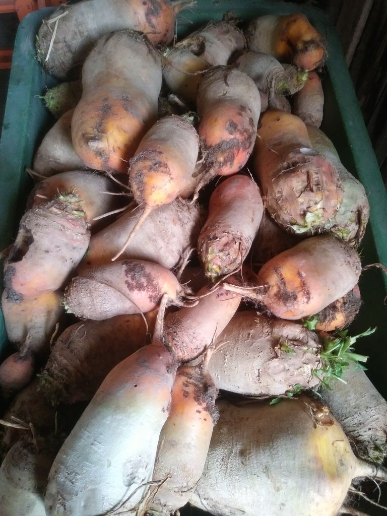 Sonstige Futtermittel Futterrüben kaufen