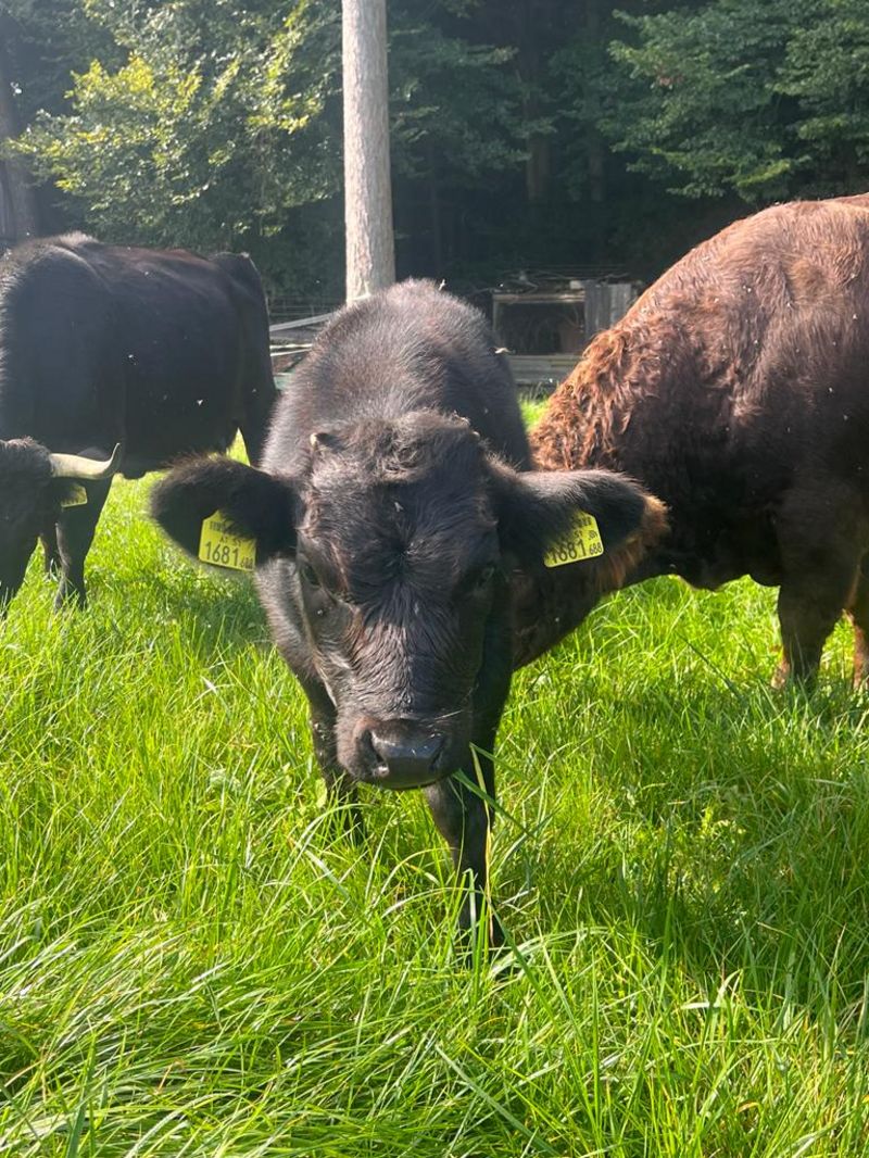 Dexter: Dexter Kälber kaufen - Landwirt.com