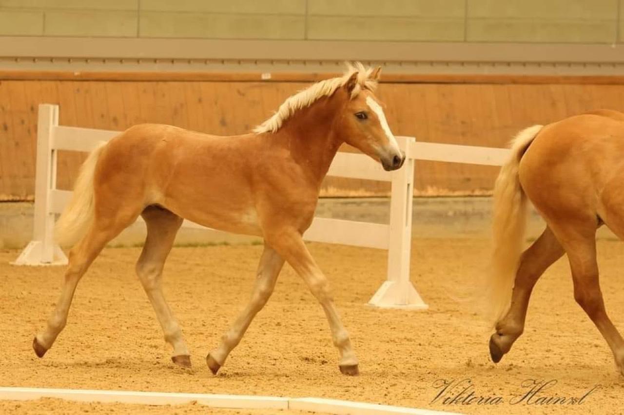 Haflinger Verkaufspferde: Haflinger Fohlen kaufen - Landwirt.com