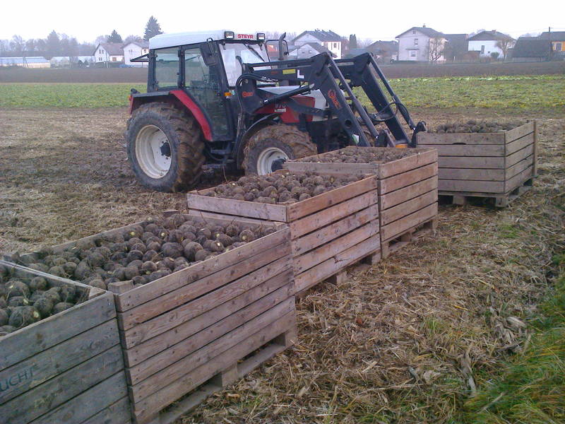 Schwarzer Rettich aus dem Grazer Feld 2