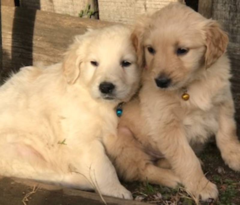 Golden Retriever: Golden Retriever Welpen kaufen - 0c9cb7e22ffb31f57790425983c98bb9