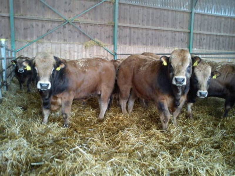 Aubrac-Sprungstiere 1