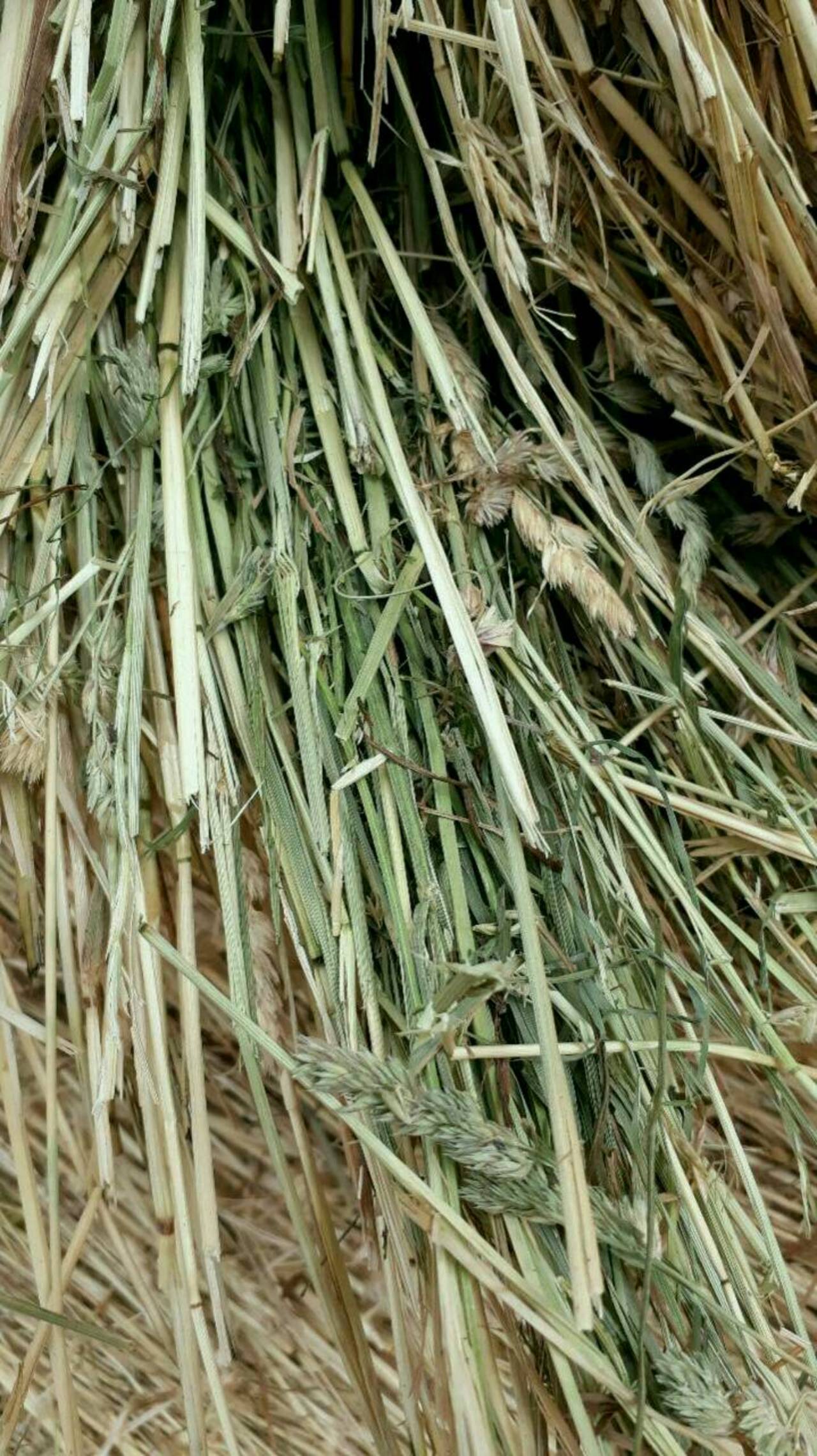 Heu: Biete Heu Luzerneheu und Stroh kaufen - Landwirt.com