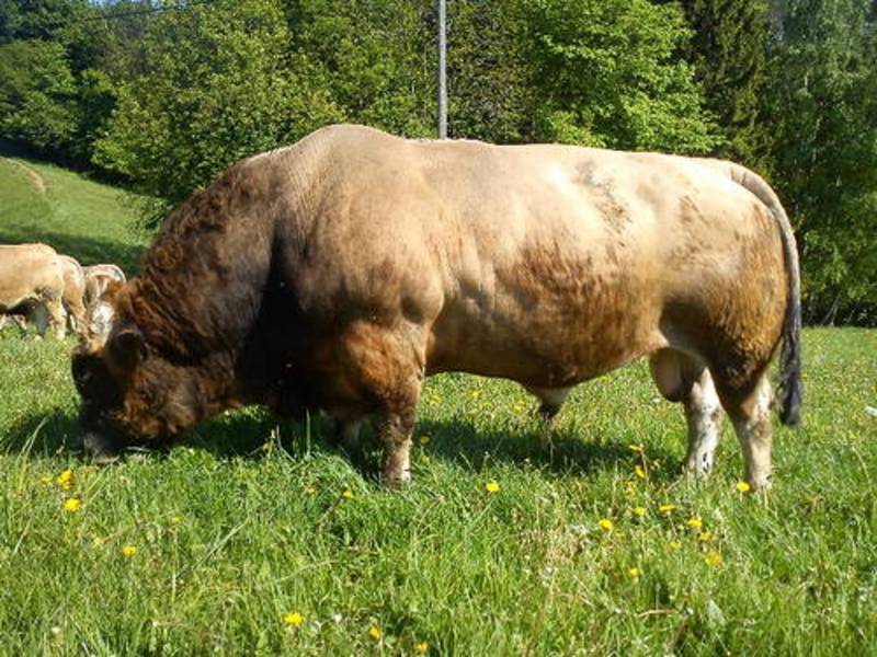 Aubrac-Sprungstiere 2