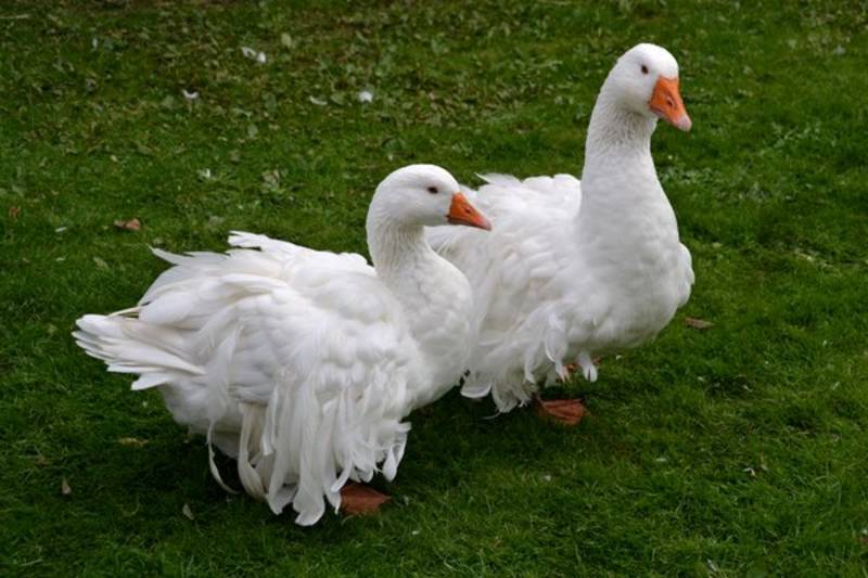 Enten: Enten und Gänse kaufen - Landwirt.com