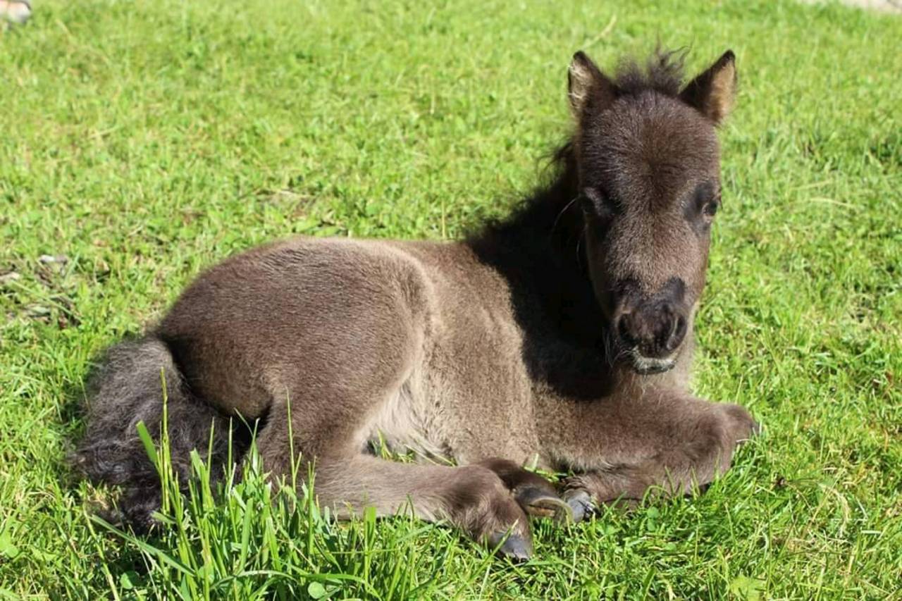 Pferdemarkt Pony: Minishetlandpony Kaufen - Landwirt.com