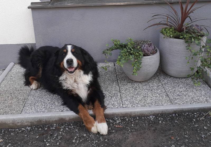 Berner Sennenhund Berner Sennenhund Welpen kaufen