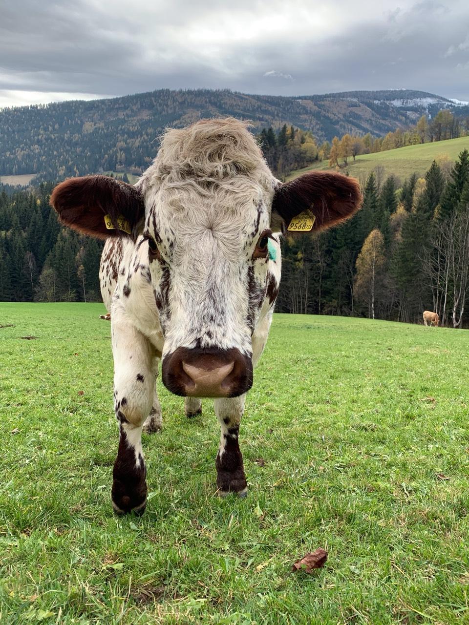 Sonstige Rinderrassen: Pustertaler Sprinzen gebraucht ...