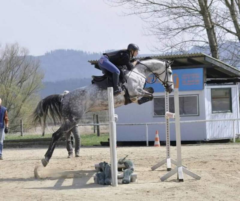 Warmblut Verkaufspferde: Springpferd kaufen - Landwirt.com