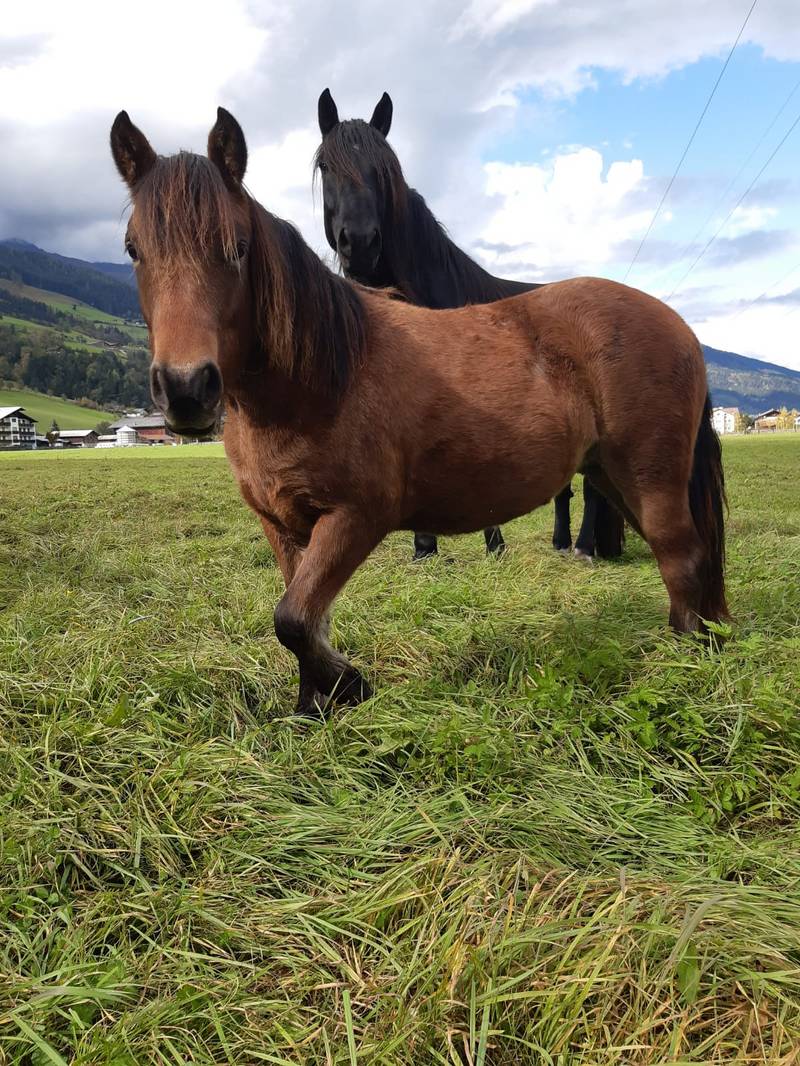 Pferdemarkt Pony: Islandpony-Stute zu verkaufen gebraucht ...