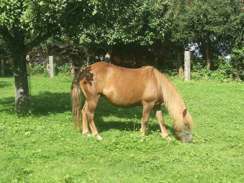 Pferdemarkt Pony: Islandpony-Stute zu verkaufen gebraucht ...