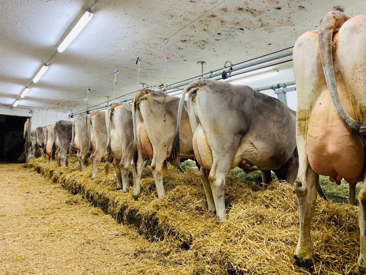 Braunvieh: Bio Brown Swiss Kühe gebraucht kaufen - Landwirt.com