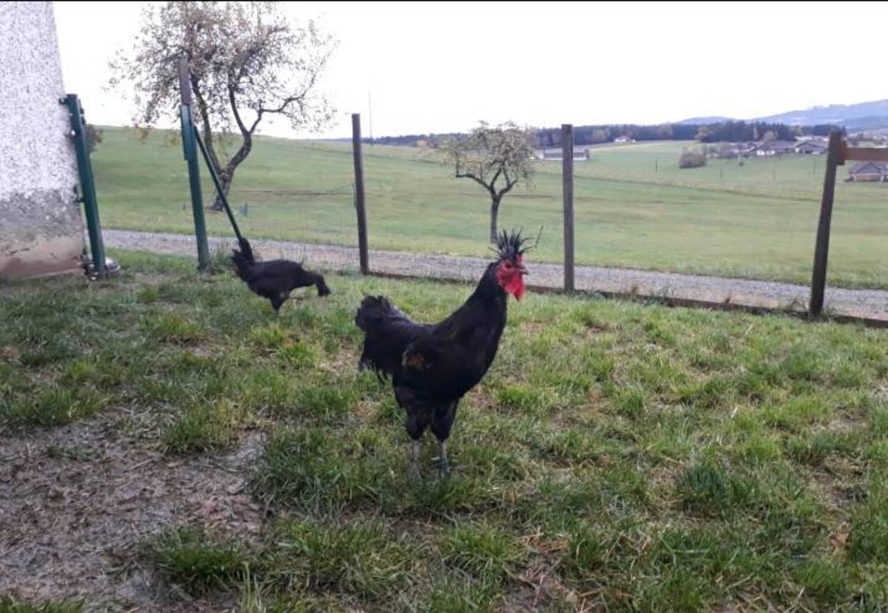 Hahne Sandschak Hahn Und Henne Gebraucht Kaufen Landwirt Com