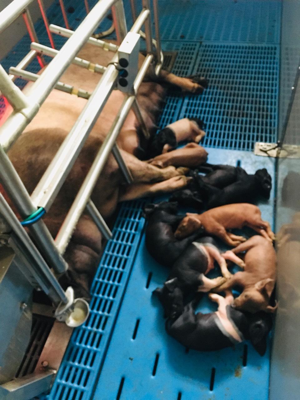 Schwäbisch-Hall Ferkel, Schwäbisch-Hall * Duroc, Iberico 3