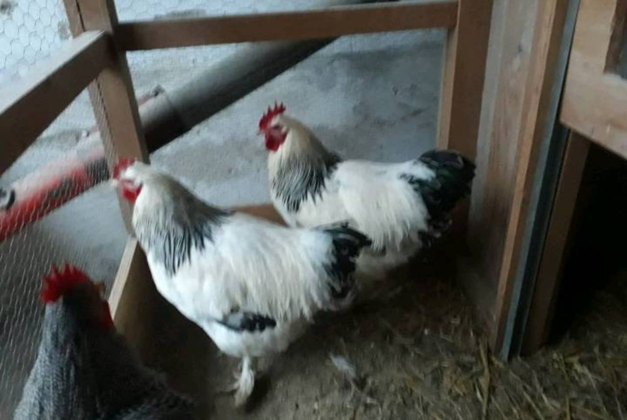 Hähne Sundheimer Amrock Henne, Hahn kaufen Hähne Sundheimer Amrock Henne, Hahn kaufen