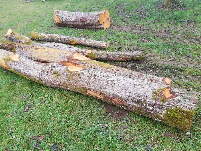  Baumst mme  Birnenholz gebraucht kaufen  Landwirt com
