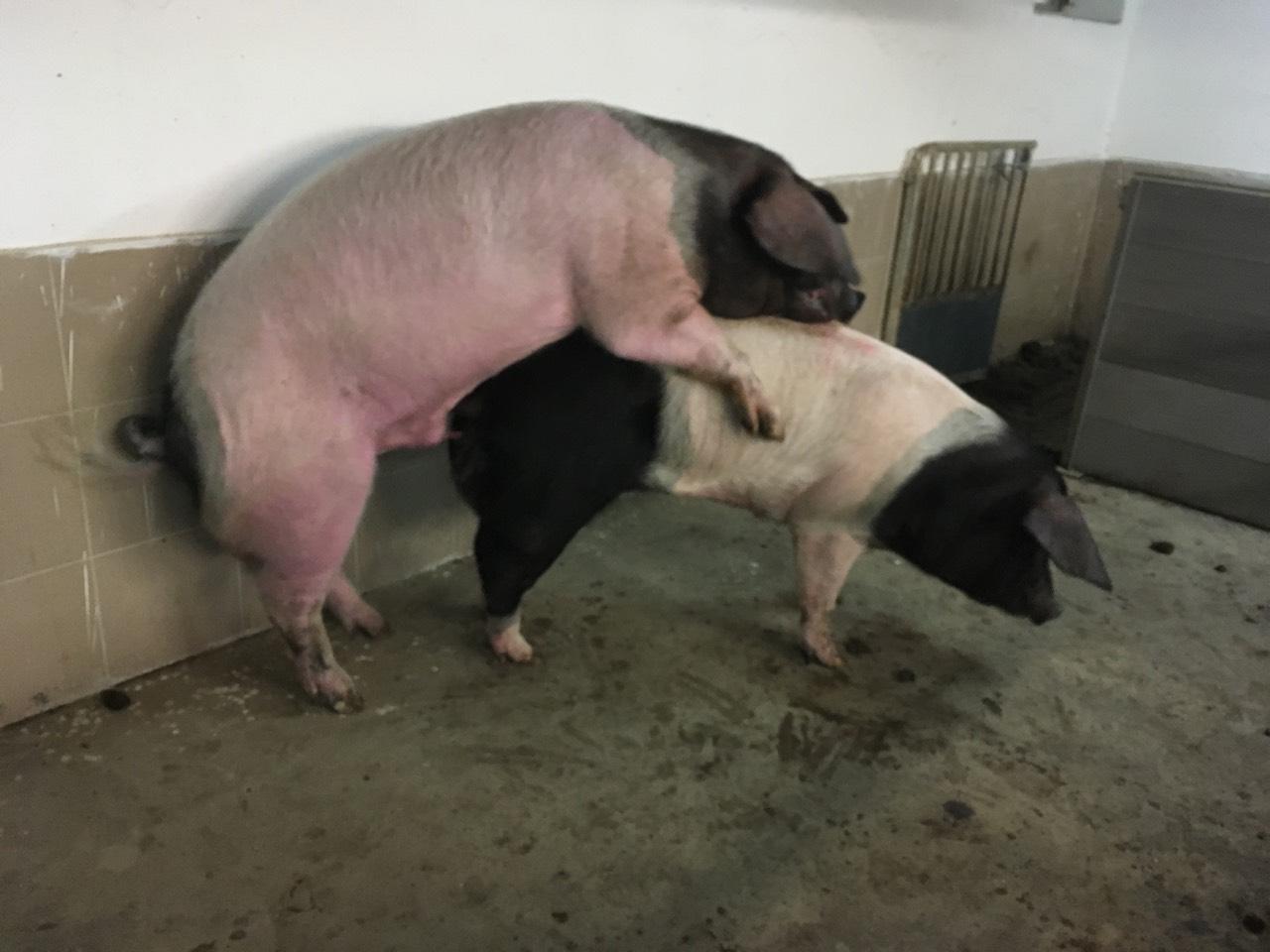 Schwäbisch-Hall Ferkel, Schwäbisch-Hall * Duroc, Iberico 2