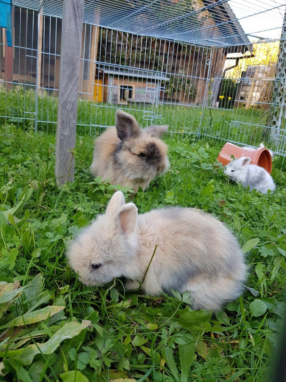 Zwergkaninchen Zwergkaninchen kaufen