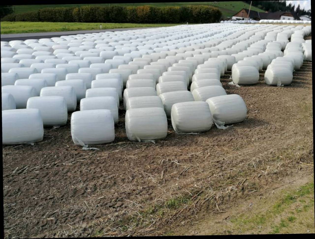 Silomais in Rundballen 3