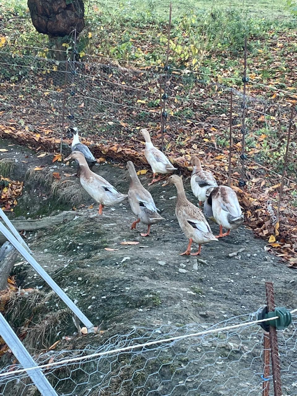 Enten Laufenten kaufen