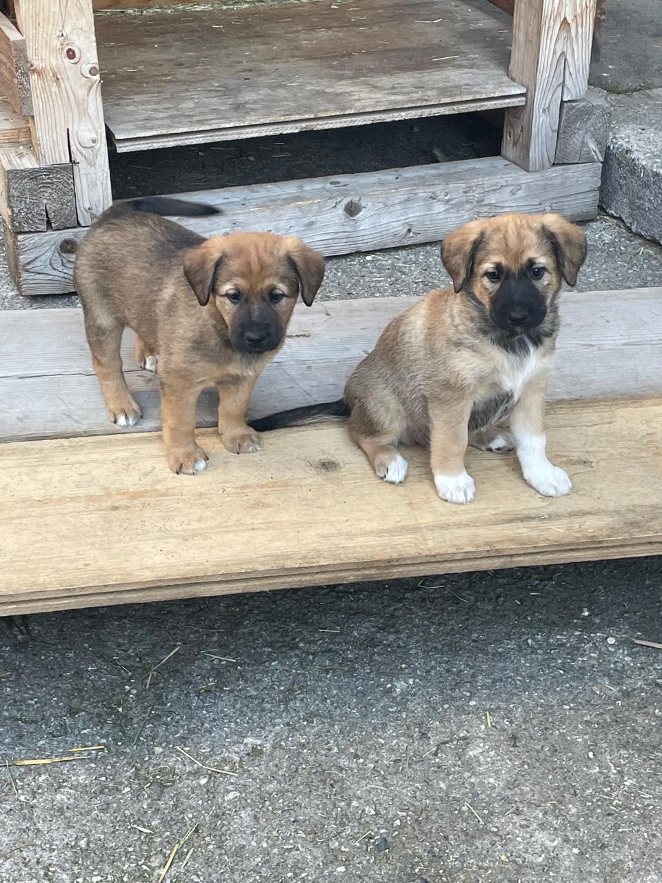 Hundewelpen Rosenheim Kaufen : Welpen – ZLRMIF