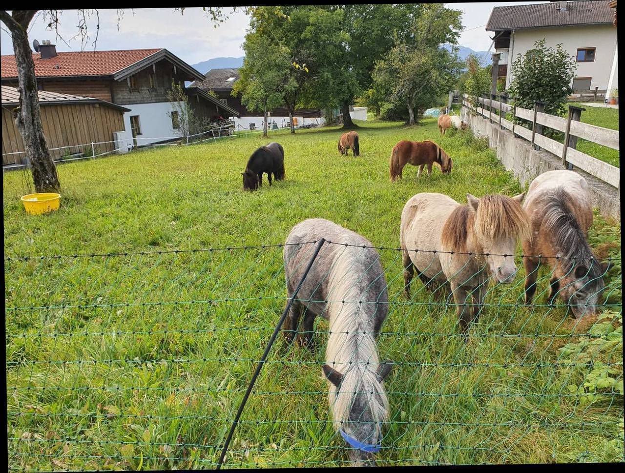 Pferdemarkt Pony: Mehrere Ponys kaufen - Landwirt.com